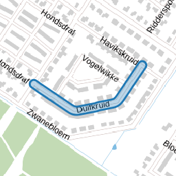 Duifkruid