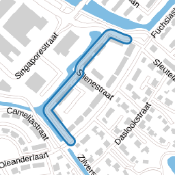 Lupinesingel