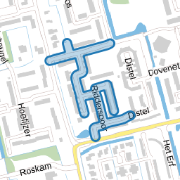Ridderspoor