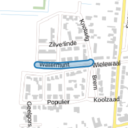 Watermunt