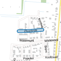Zilverlinde