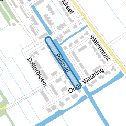 Pijlkruid
