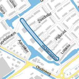 Ridderspoor
