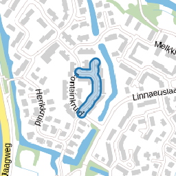 Leverkruid