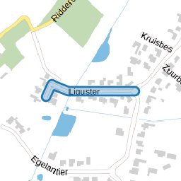 Liguster
