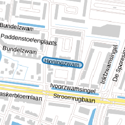 Honingzwam